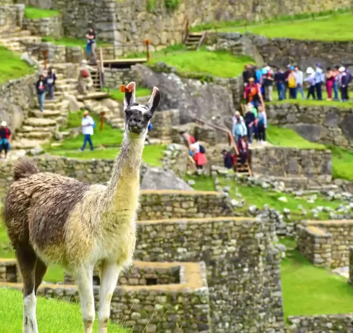 llama-in-machu-picchu