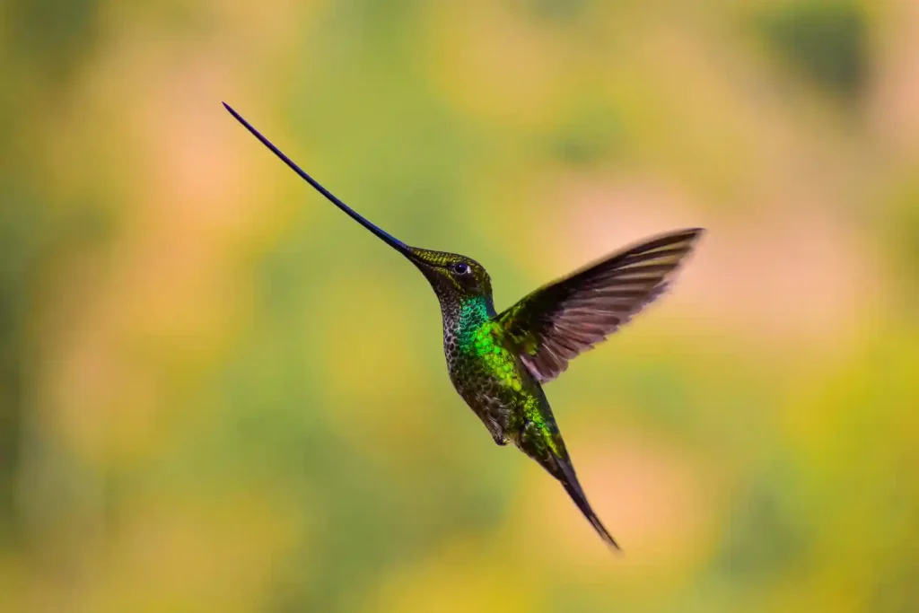 sword billed hummingbird