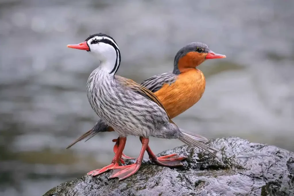 torrent-duck-1536x1024 torrent-duck