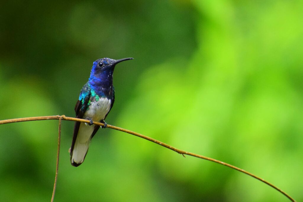 hummingbirds of peru 
