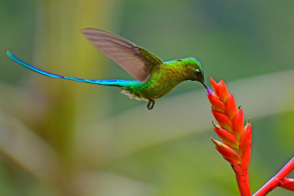 hummingbirds of peru
