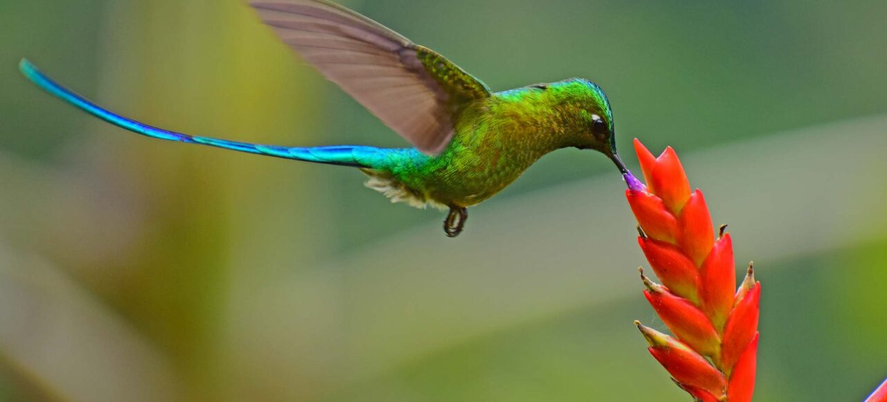 hummingbirds of peru
