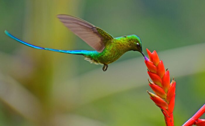 hummingbirds of peru