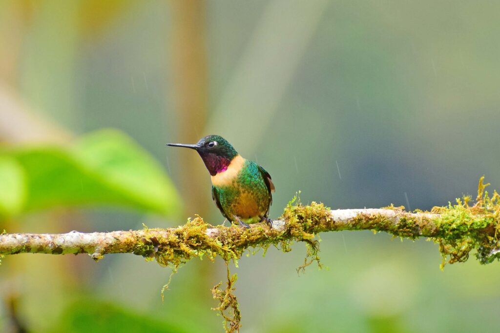 Amethyst-throated Sunangel