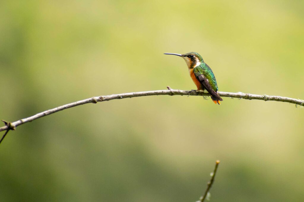 White-bellied Woodstar