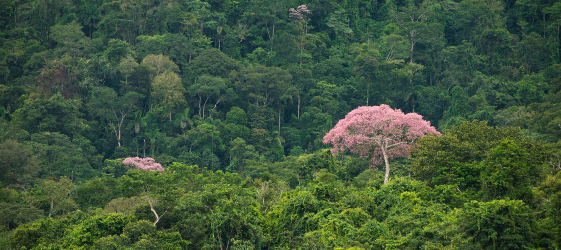 south america amazon rainforest