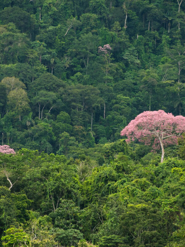 south america amazon rainforest