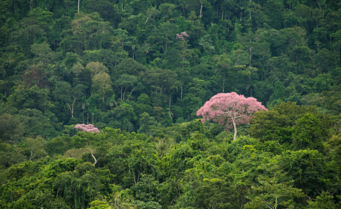 south america amazon rainforest