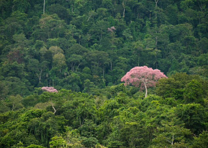 south america amazon rainforest