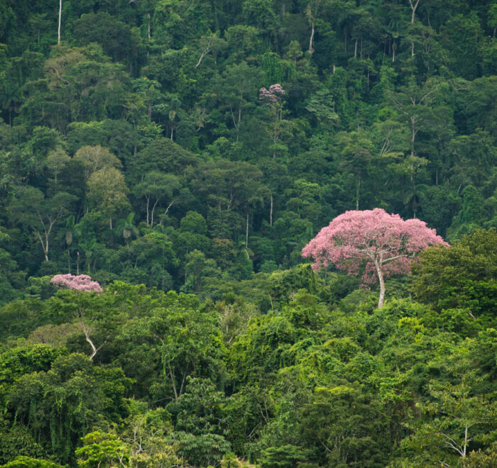 south america amazon rainforest