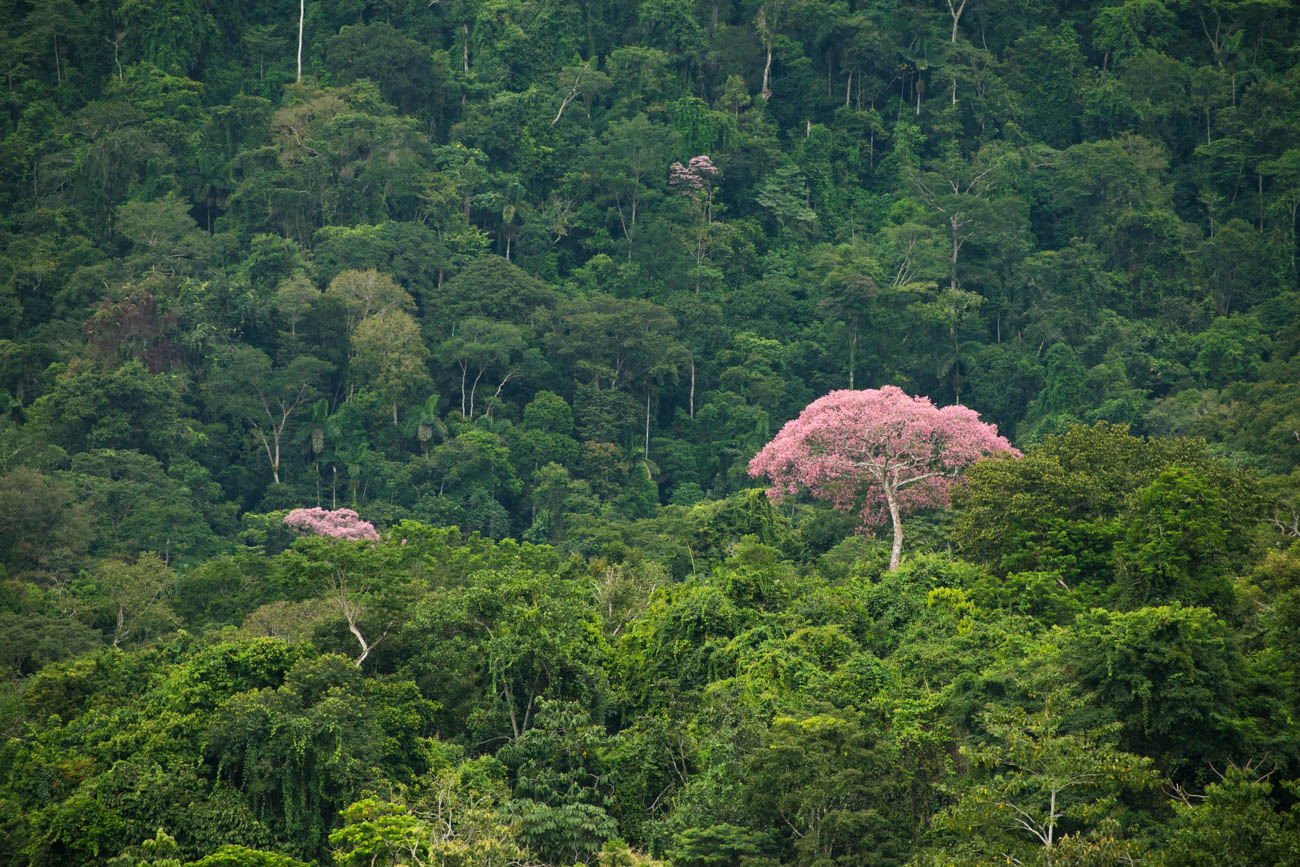 south america amazon rainforest