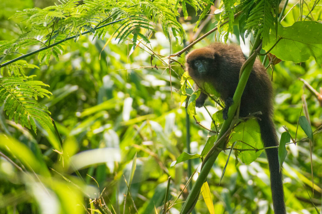 south america amazon rainforest