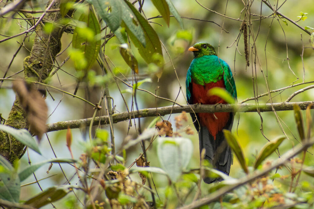 south america amazon rainforest