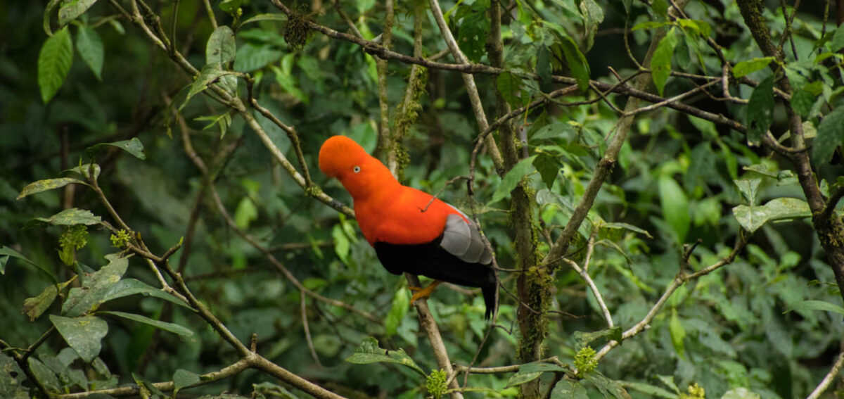 andean cock of the rock
