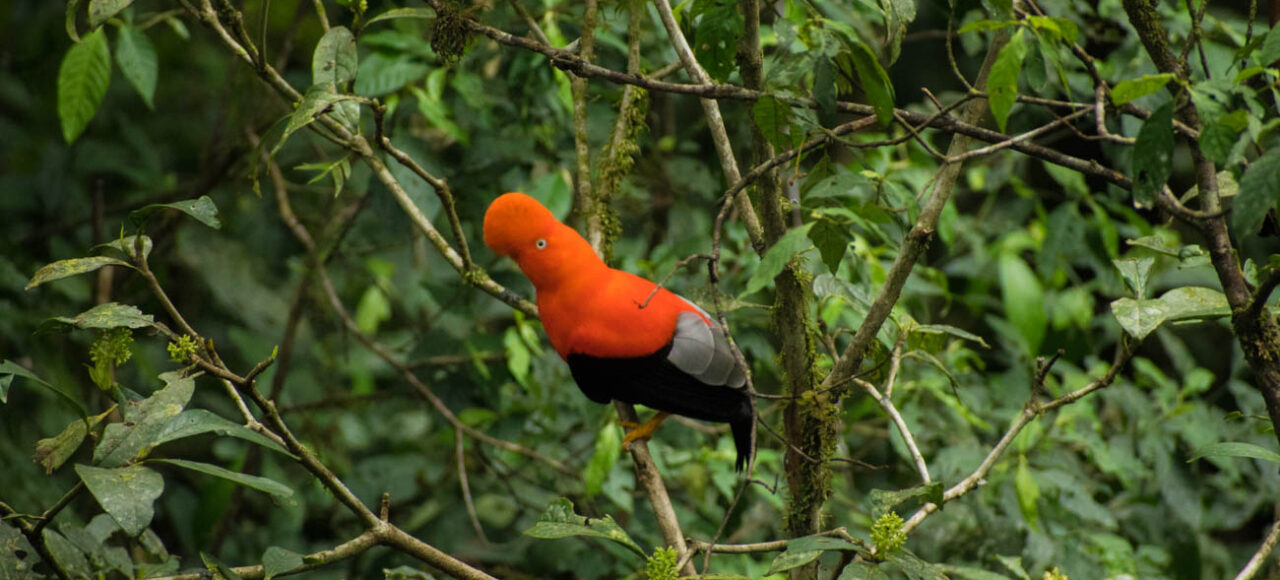 andean cock of the rock