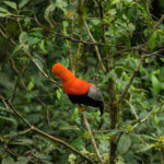 andean cock of the rock