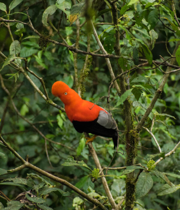 andean cock of the rock