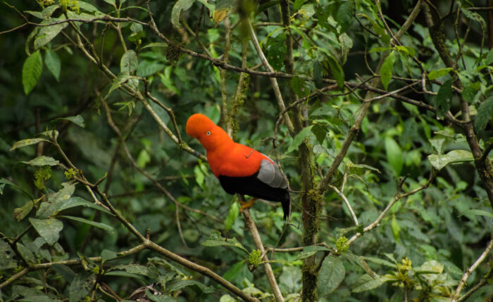 andean cock of the rock