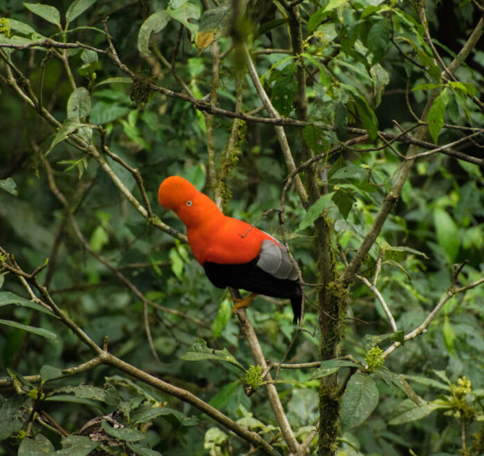andean cock of the rock