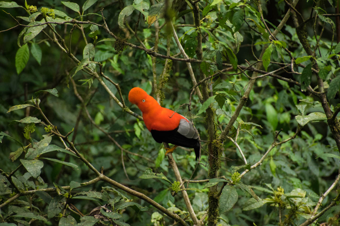 andean cock of the rock