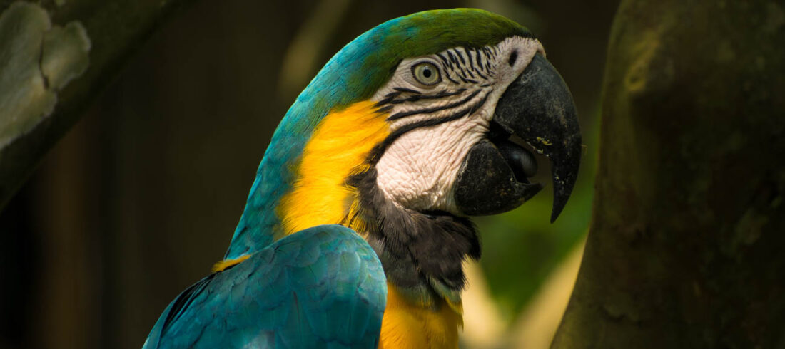 macaw clay lick