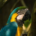 macaw clay lick