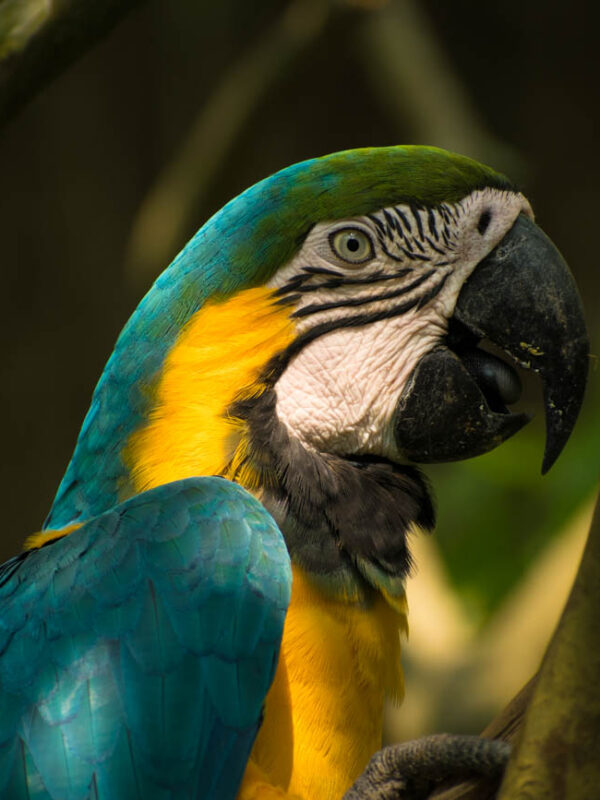 macaw clay lick