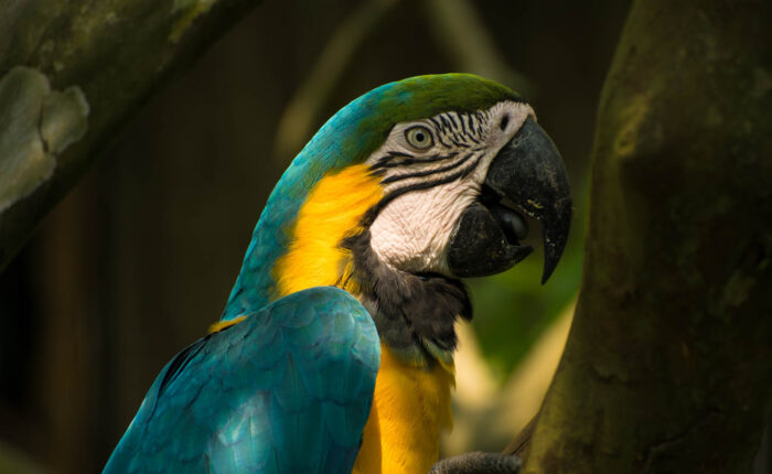 macaw clay lick