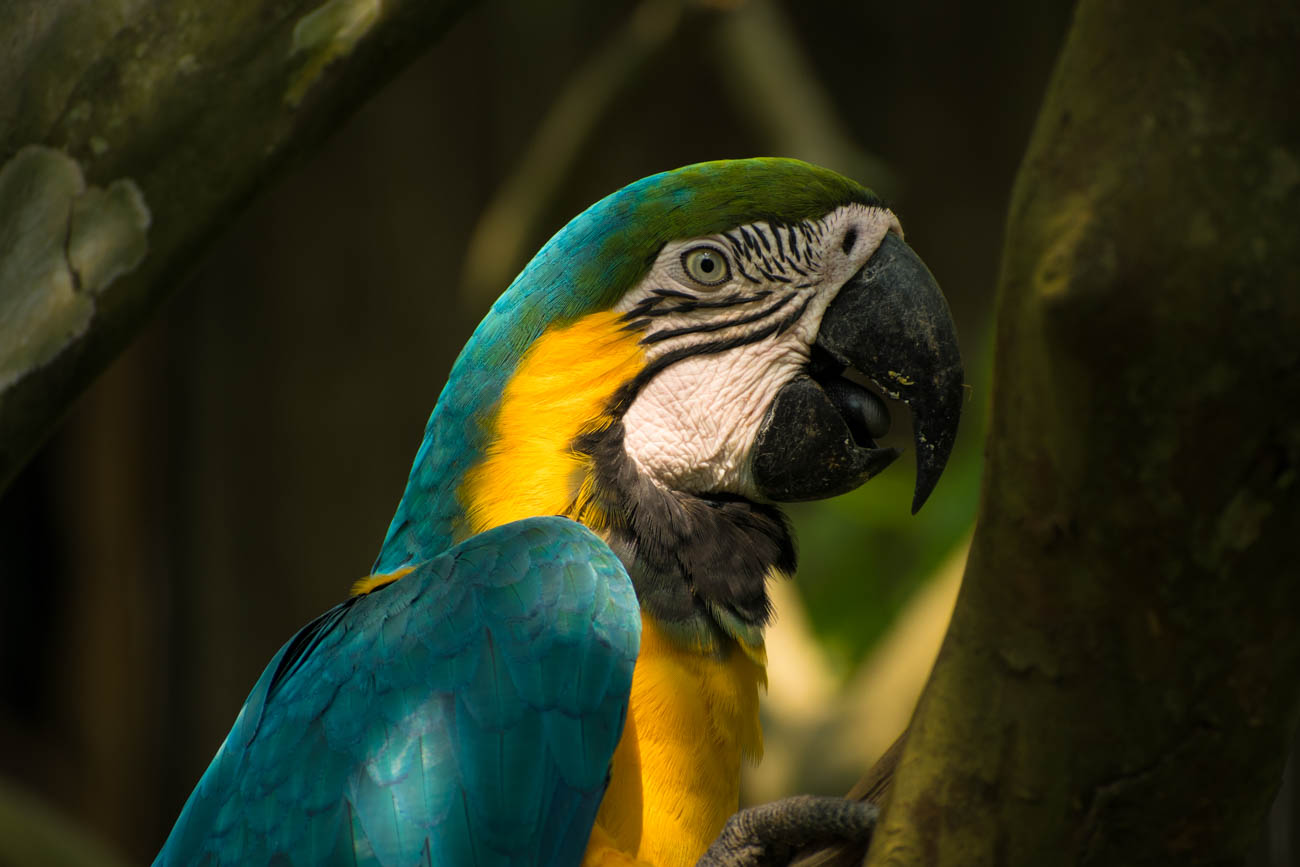 macaw clay lick