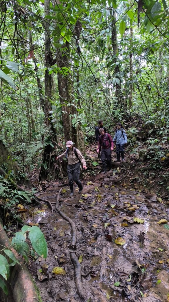 south america amazon rainforest