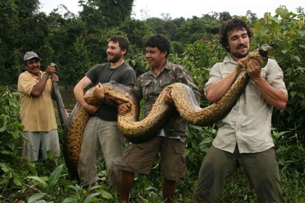 Amazon rainforest predators