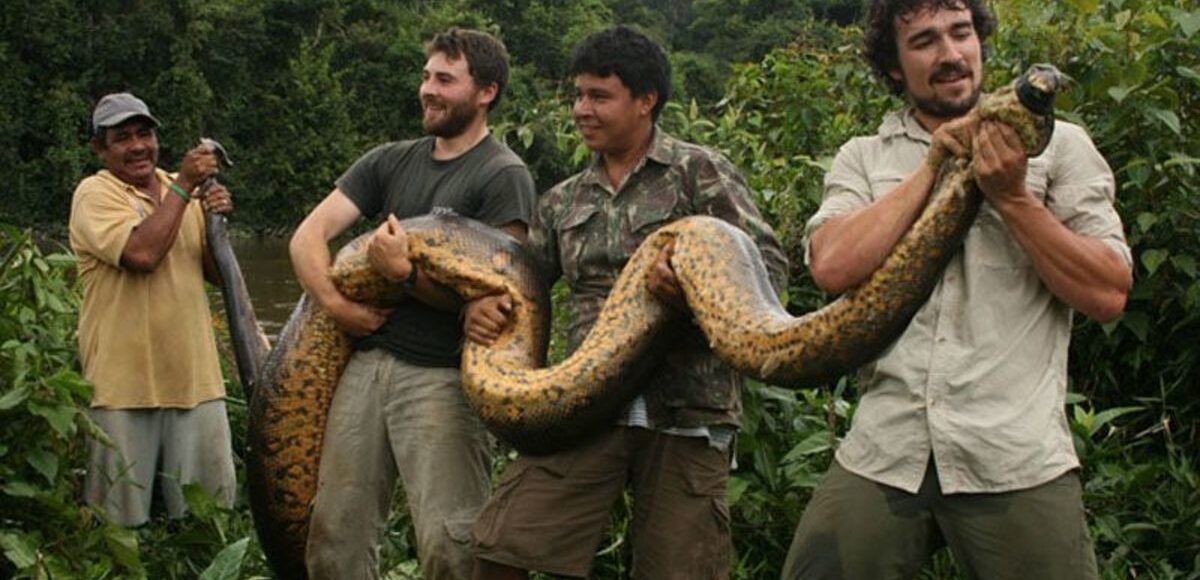 Amazon rainforest predators