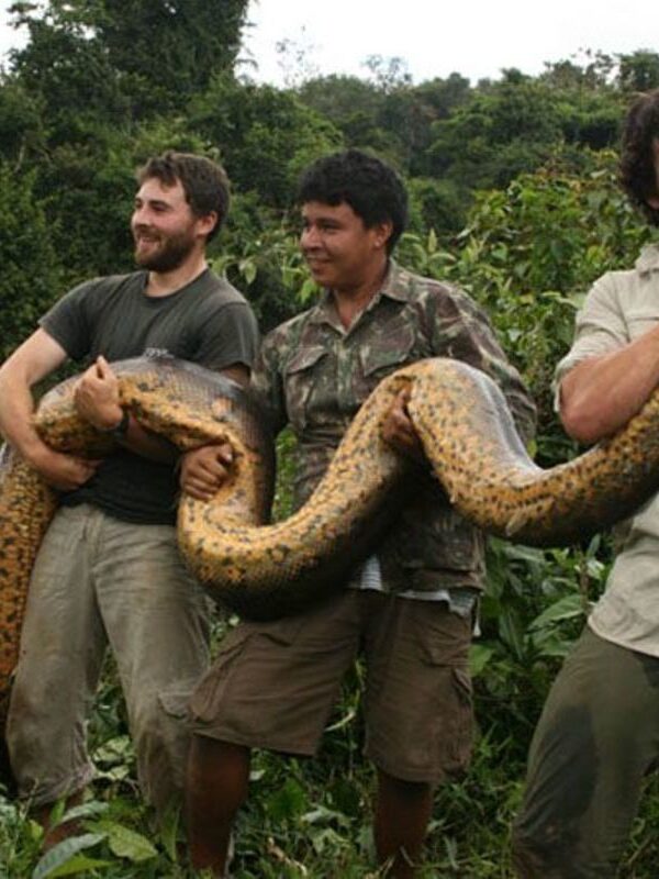 Amazon rainforest predators