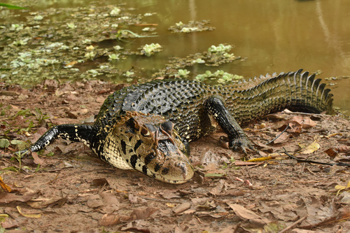 Amazon rainforest predators