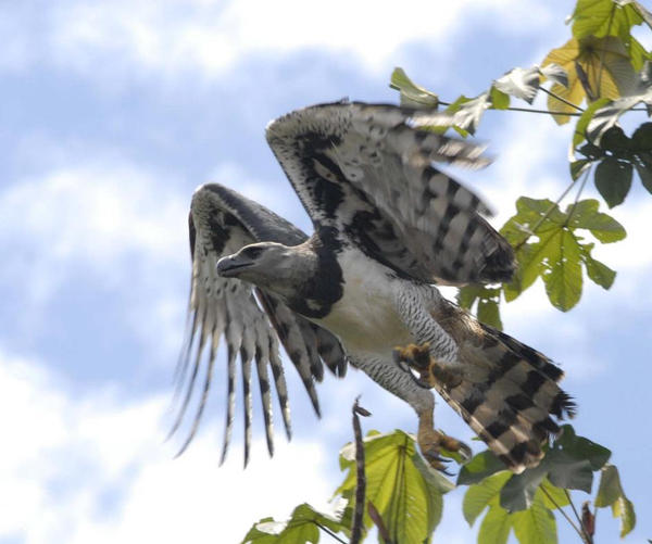 Amazon rainforest predators