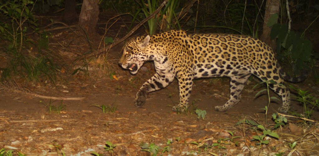 Amazon rainforest predators