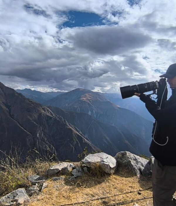 Andean Condor Flight