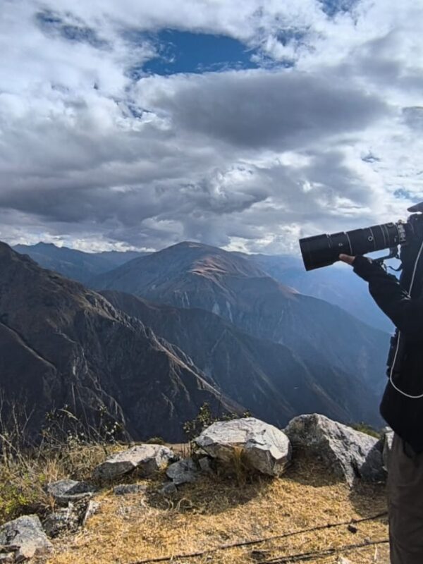 Andean Condor Flight