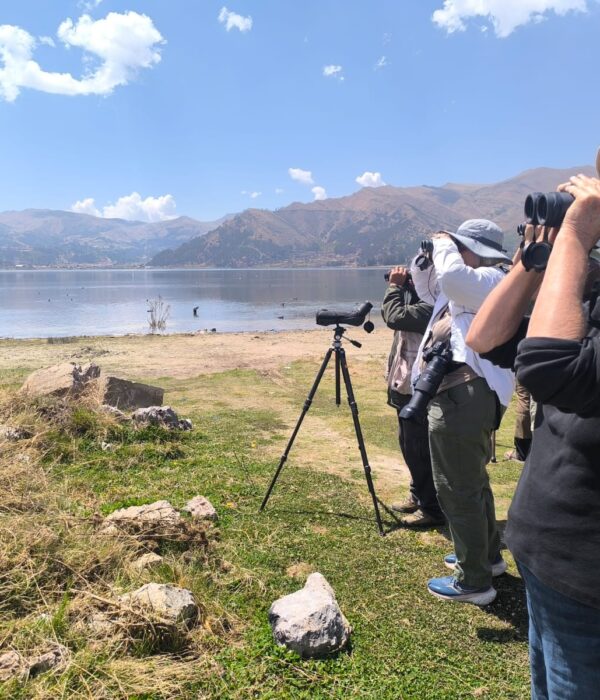 birdwatching in cusco
