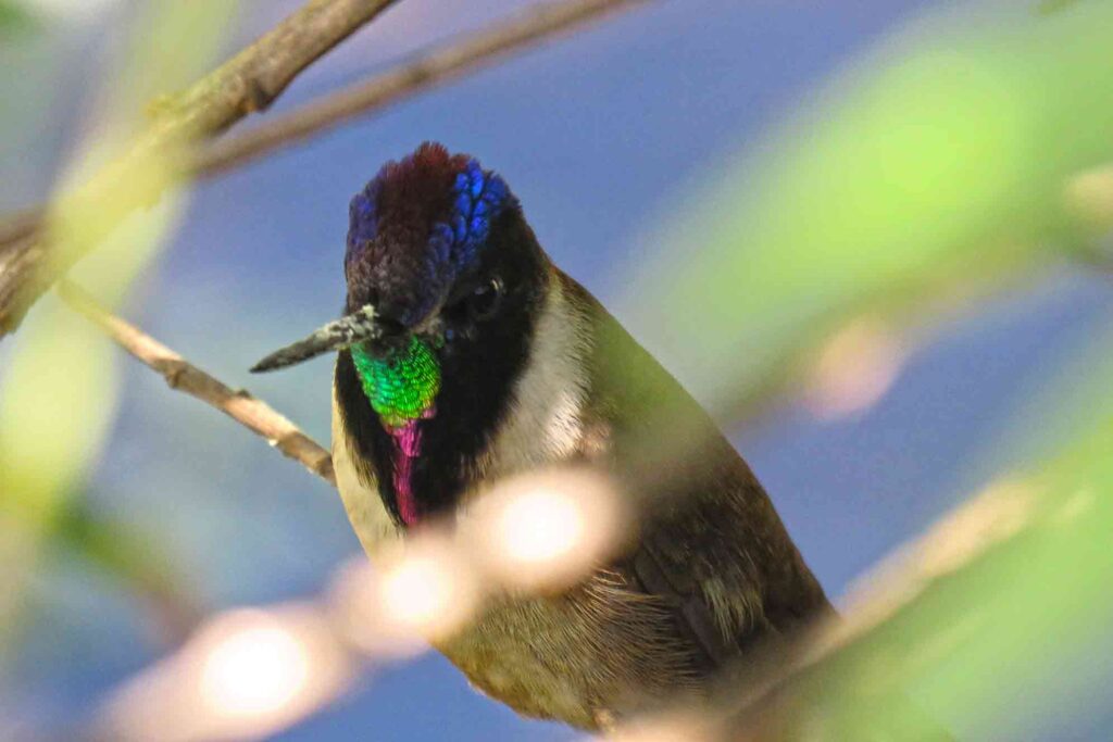 hummingbirds of peru 