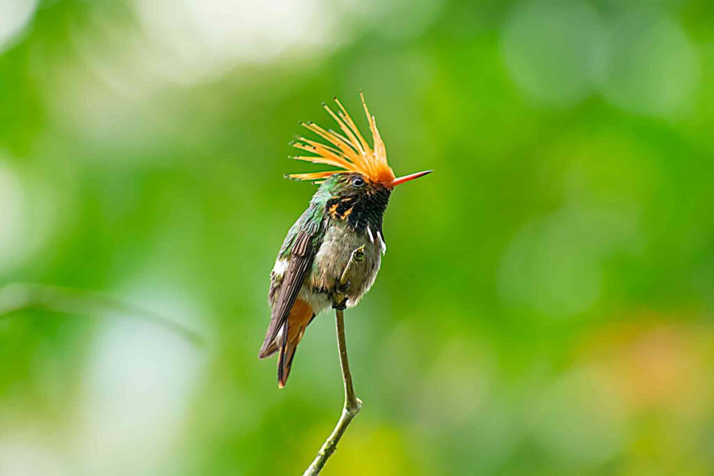birdwatching in peru - Rufous-crested Coquette
