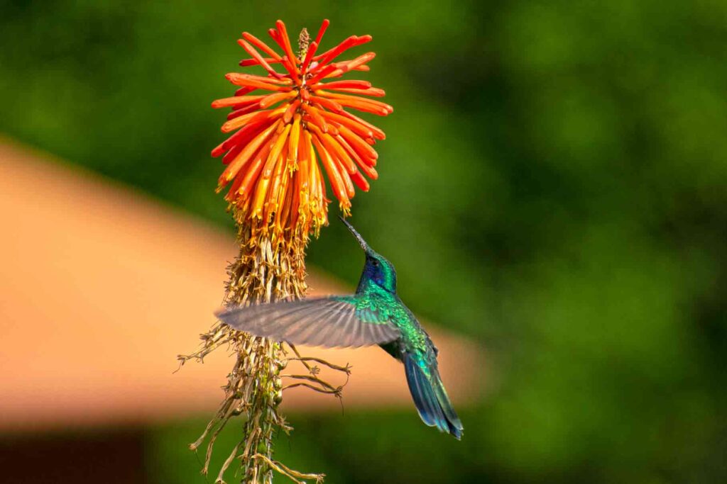 hummingbirds of peru