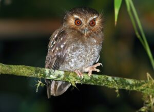 Endemic Birds of Peru