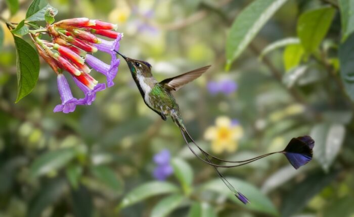 Endemic Birds of Peru