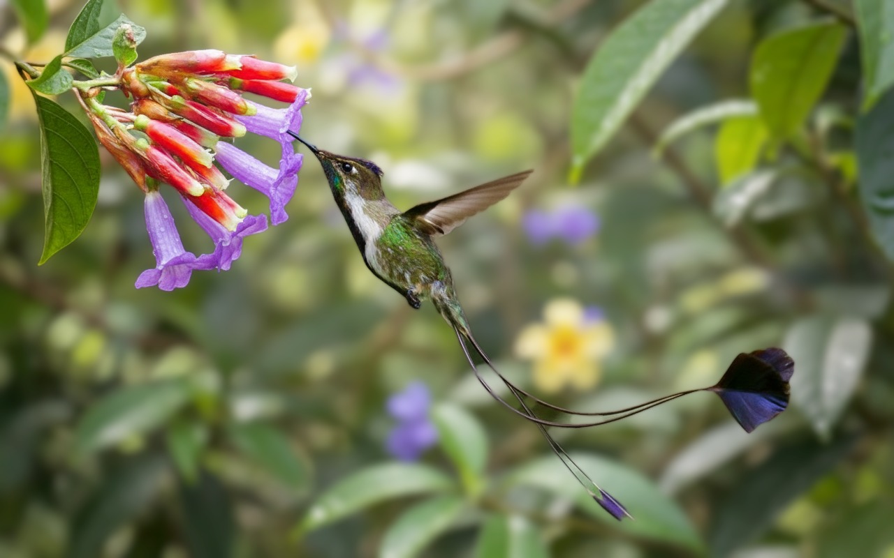 Endemic Birds of Peru