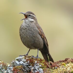 Endemic Birds of Peru