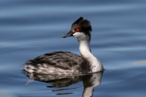 Endemic Birds of Peru