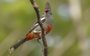 Endemic Birds of Peru