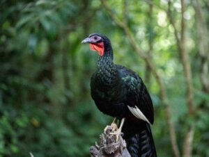 Endemic Birds of Peru