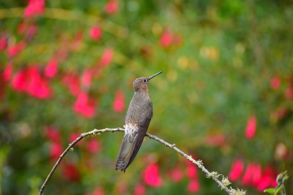 Giant Hummingbird